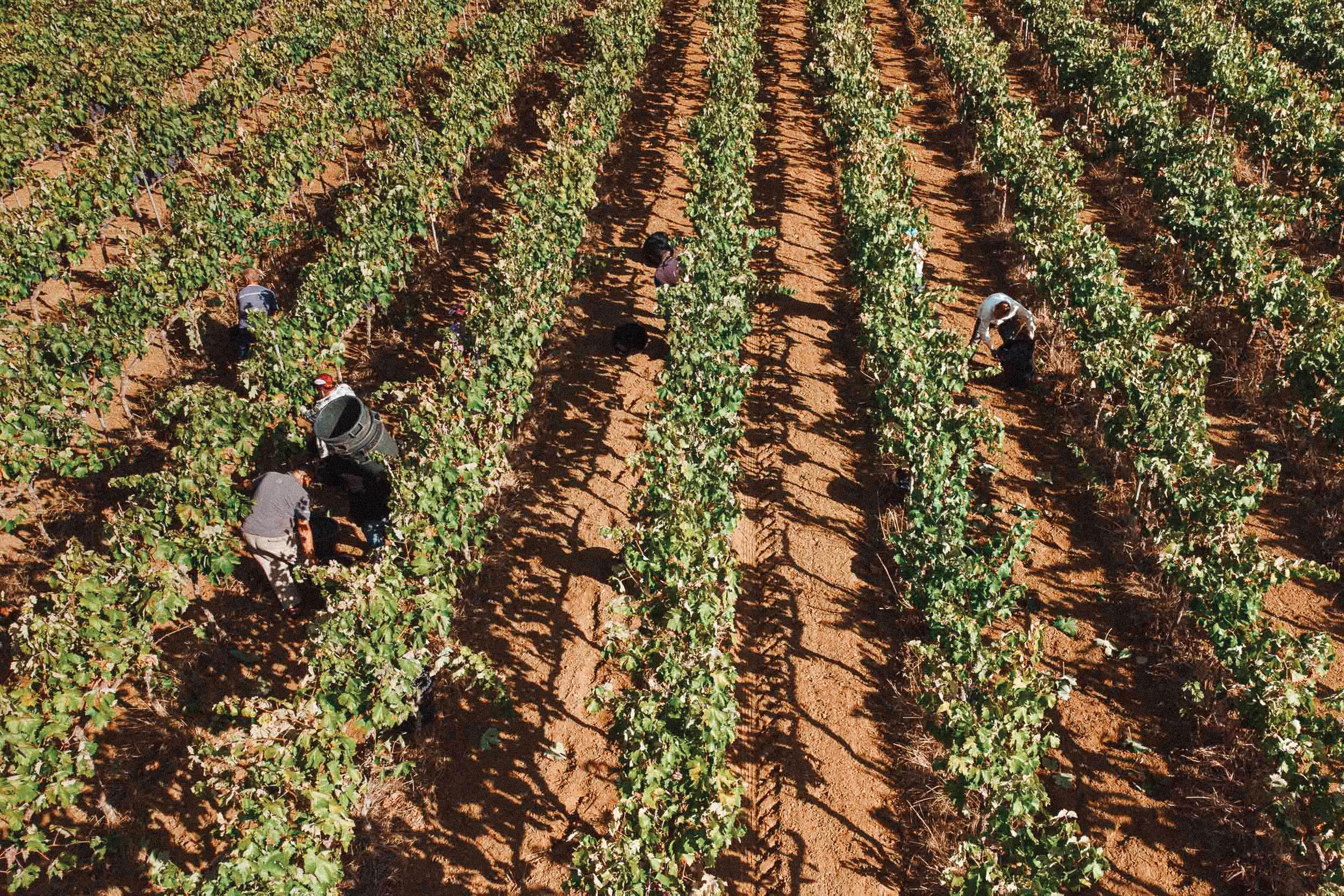 L’esperienza perfetta per gli amanti del vino nel Salento