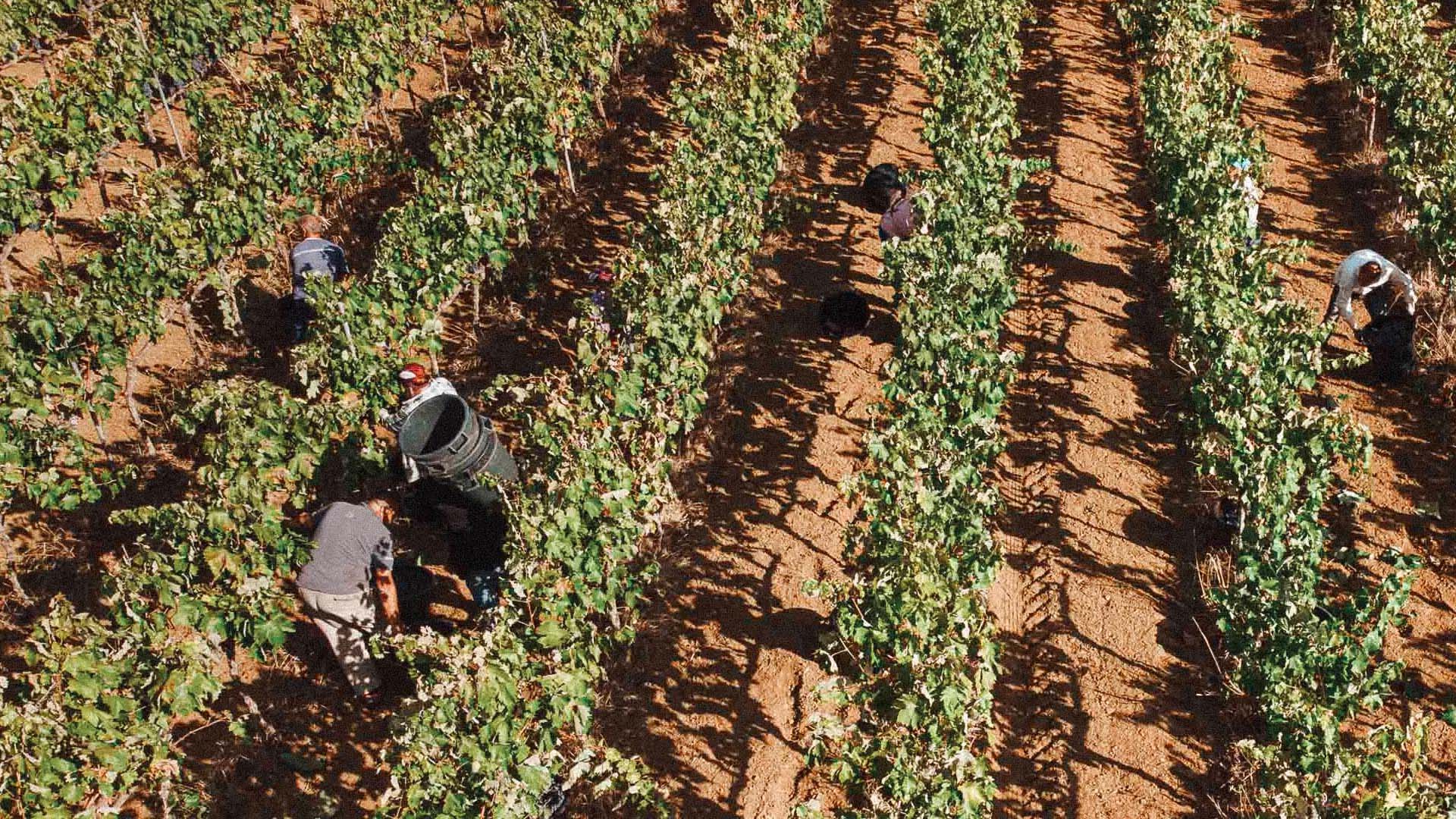 L’esperienza perfetta per gli amanti del vino nel Salento